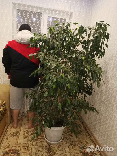 Фикус бенджамина большой