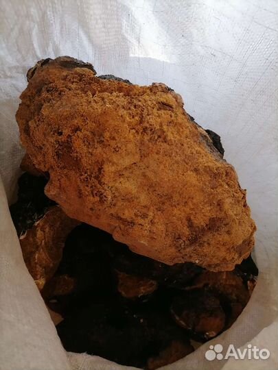 Березовый гриб чага