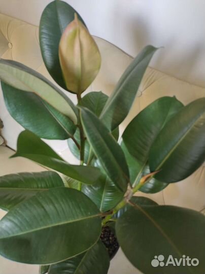 Фикус эластика в кашпо лечуза