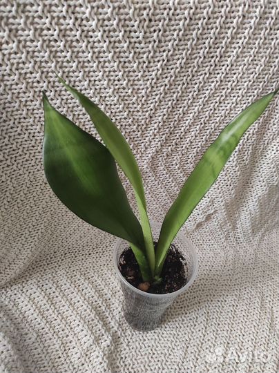Сансевиерия Муншайн,крео Ханни