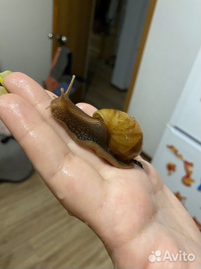 Улитки ахатины маленькие