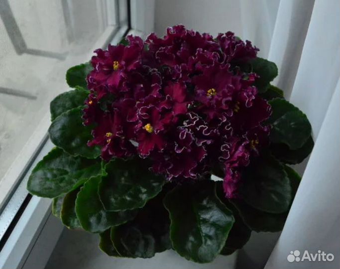 Сортовые фиалки (листья)