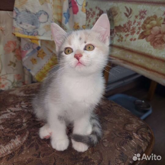 Кошки в добрые руки бесплатно