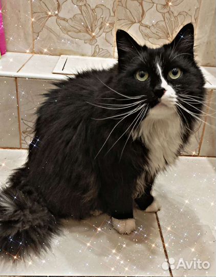 Кот один в квартире. Умер хозяин