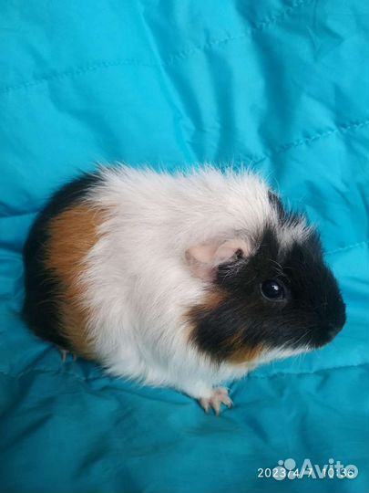 Морская свинка Американский тедди