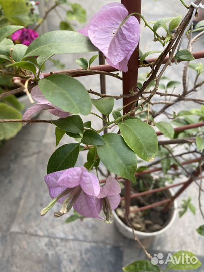 Бугенвиллии взрослые