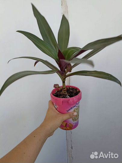 Традесканция рео