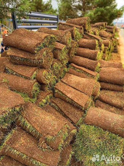 Рулонный газон Стандарт