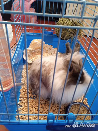 Декоративные кролики