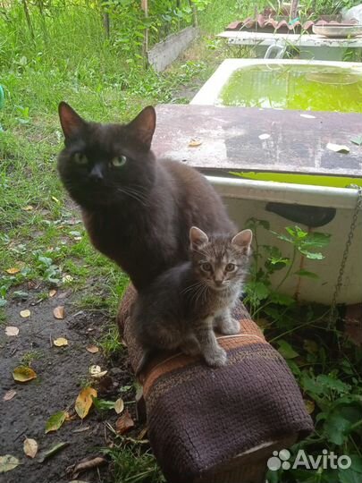 Девочка в добрые руки