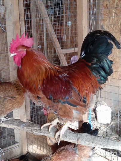 Инкубационное яйцо кучинская юбилейная