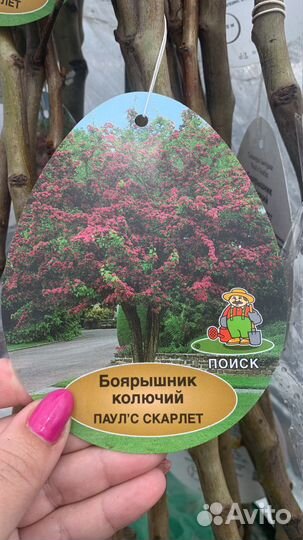 Боярышник пауль скарлет