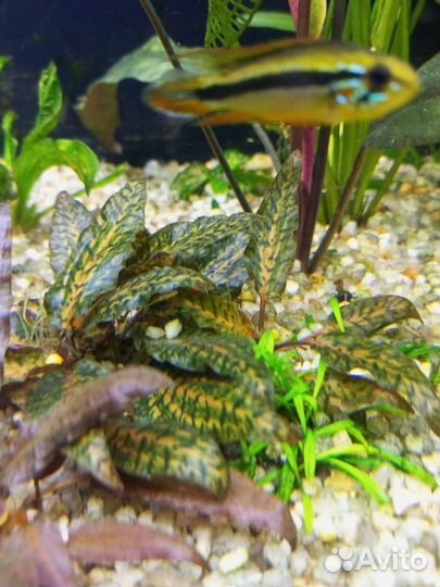 Аквариумные растения