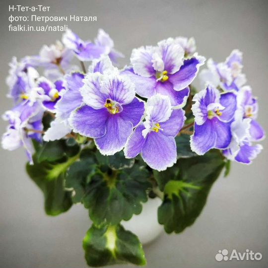 Фиалки мини