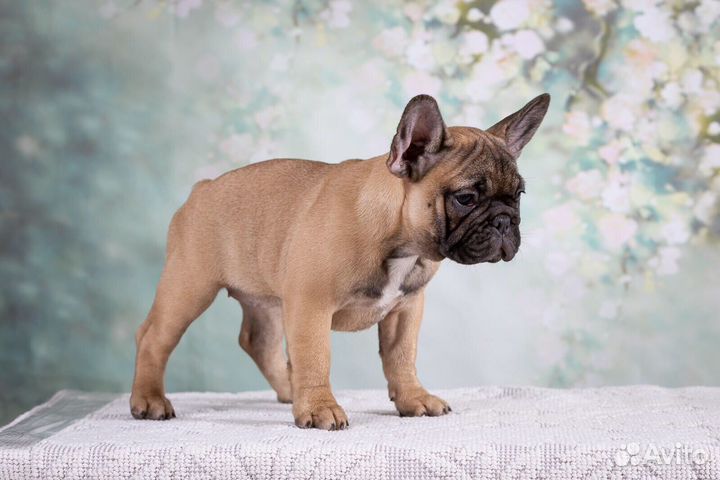 Французский бульдог, щенки