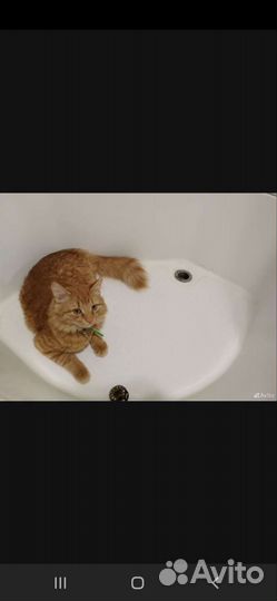 Шотландская вислоухая