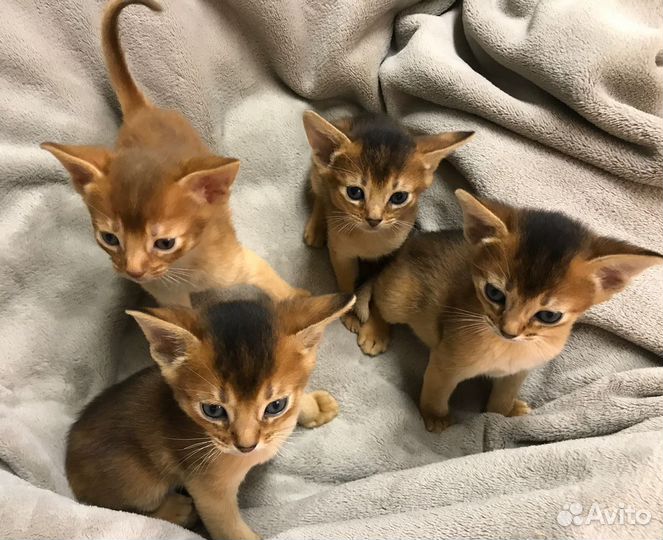 Абиссинская кошка