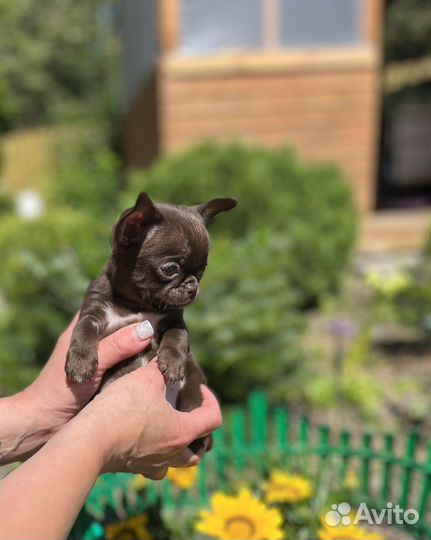 Шикарные mini Чихуахуа