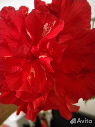 Гибискус китайская роза пионовидный