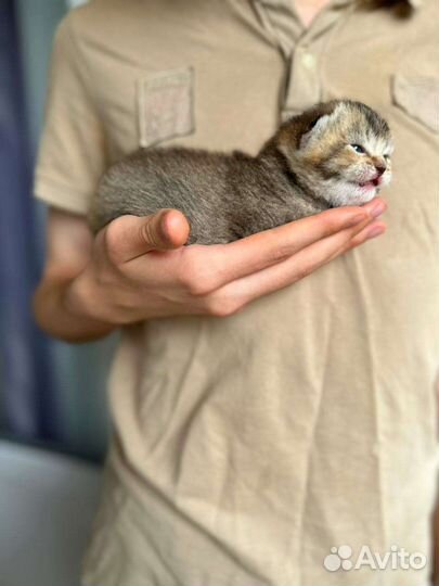 Котята британской шиншиллы