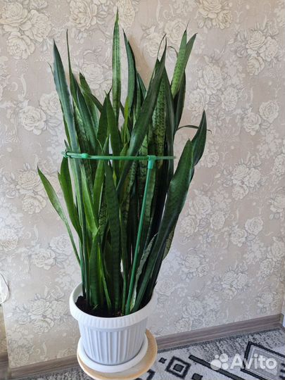 Сансевиерия, очень большая