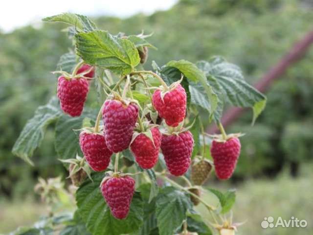 Саженцы малины