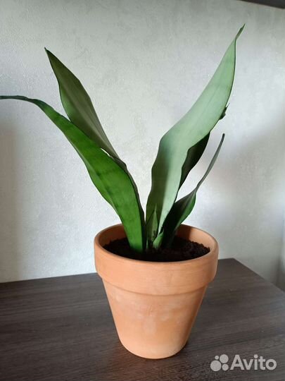 Сансевиерия муншайн