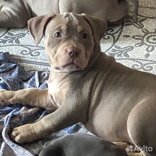 Американский булли щенки