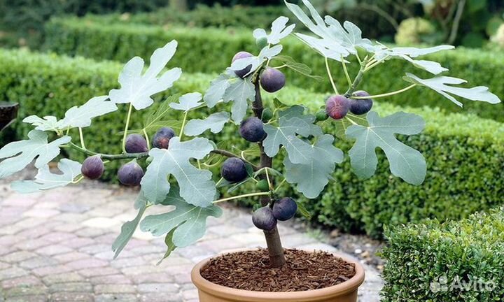 Семена Ягод и Фруктов