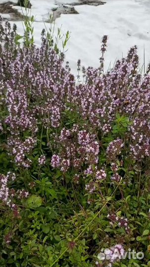 Мята, душица, тимьян,шалфей,иссоп, чабер, чабрец