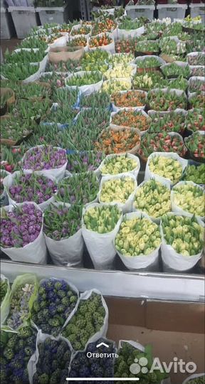 Тюльпаны оптом розницу