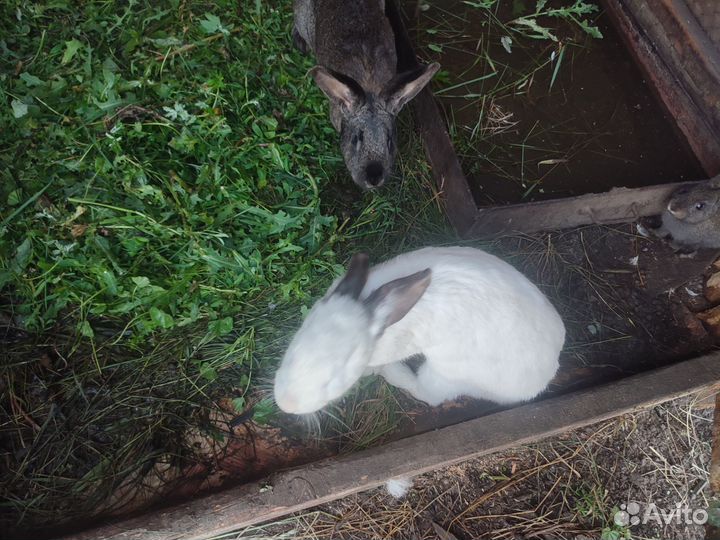 Кролики мясных пород