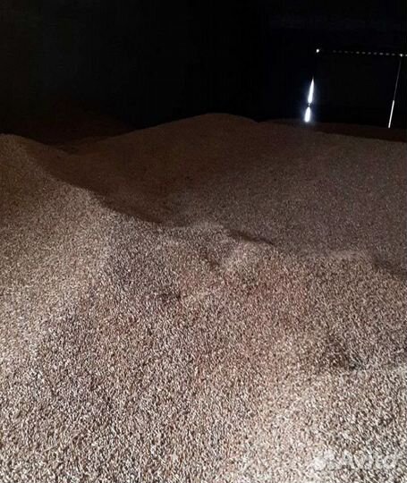 Фуражный горох, Фуражный горох на корм