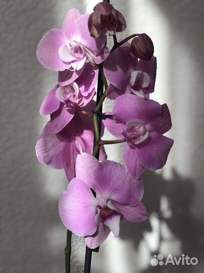 Орхидея фаленопсис