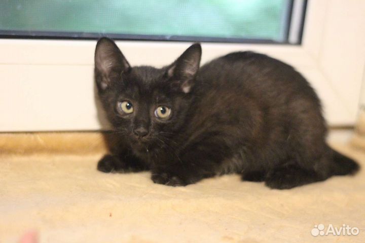 Отдам котят