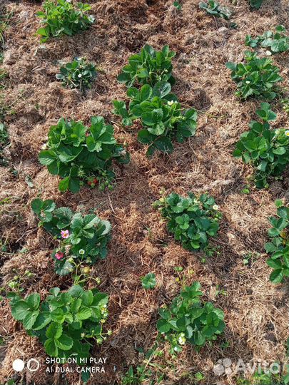 Грибные блоки.Субстрат.Мульча.Удобрение