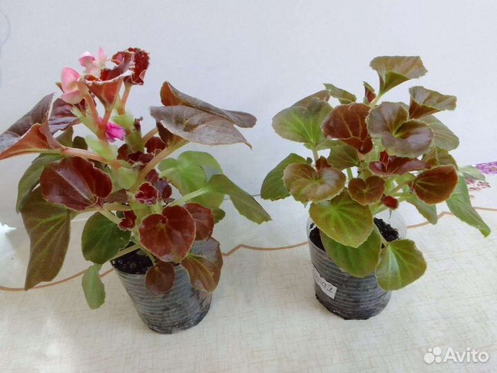 Бегония вечноцветущая для кашпо, клумбы, дома