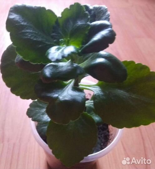 Комнатные цветы