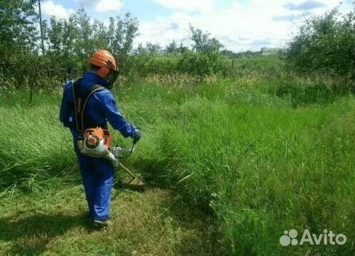 Спил деревьев, Опиливание