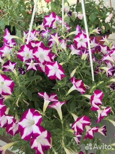 Кашпо с ампельной петунией