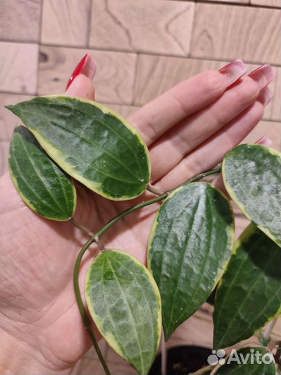 Хойя SP-851 на срез и др