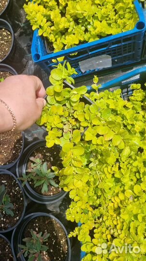 Вербейник монетчатый ауреа