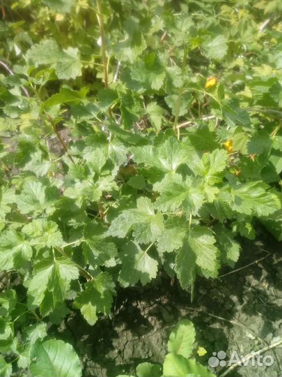 Йошта, ежемалина Кумберленд и др