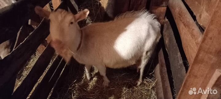 Козы дойные. козлята