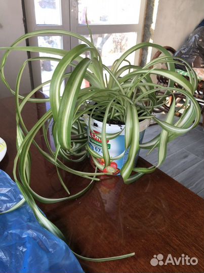 Хлорофитум