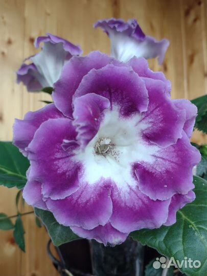 Глоксиния. (Часть первая )