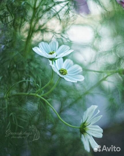 Продавец кассир