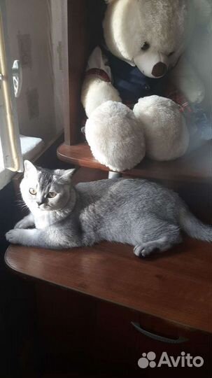 Британец вязка