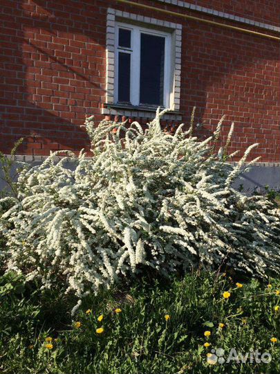 Спирея, флоксы