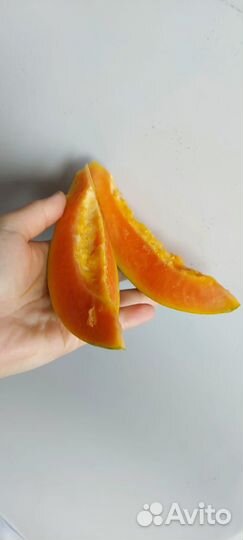 Плодовая экзотика папайя саженцы